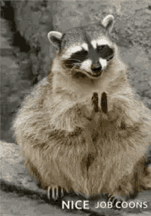 raccoon clap yay clapping happy