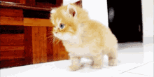 Cute Animals Kittens GIF - Cute Animals Kittens Mew GIFs