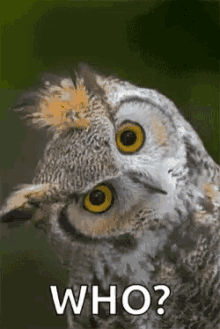 Owl Who GIF - Owl Who GIFs