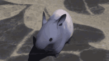 Wiggly Tiny Tapir GIF - Wiggly Tiny Tapir Cute GIFs
