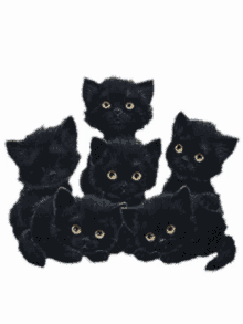 ena paakura black cats kitten cute
