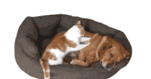 massage best buddies pet cat dog