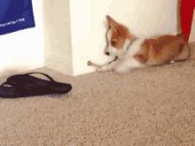 Puppy Distracted GIF - Puppy Distracted GIFs