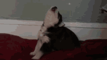 We All Have To Start Somewhere GIF - Husky Puppy Howling GIFs
