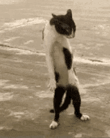 Funny Fight GIF - Funny Fight Funny Animals - Discover & Share GIFs
