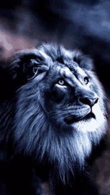 Lion Look Up GIF - Lion Look Up Animal GIFs