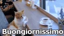 Buongiornissimo Buongiorno Gatto Caffè Addormentato GIF - Goodmorning Cat Coffee GIFs