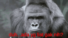Gorilla Farted GIF - Gorilla Lirik Lihat GIFs