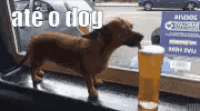 Até O Dog Curte Uma Breja Gelada GIF - Dog Beer Cold Beer GIFs