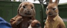 Eww Benjamin Bunny GIF - Eww Benjamin Bunny Mopsy Rabbit GIFs
