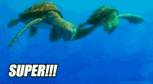 super dory finding nemo turtles sea turtles