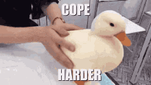 Cope Harder Duck GIF - Cope Harder Duck GIFs