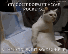 Scratch Cat GIF - Scratch Cat Itchy GIFs
