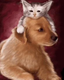 Cat And Dog GIF - Cat And Dog GIFs