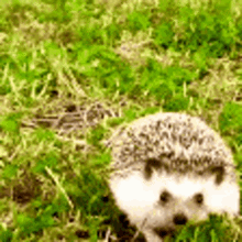 Hedgehog Arrive GIF - Hedgehog Arrive Walking GIFs