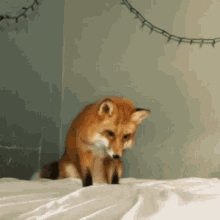 fox fox
