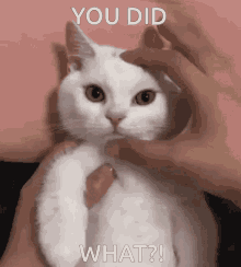 what cat angry you did what you what cat angry you did what you