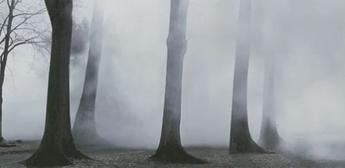 Foggy Nature GIF - Foggy Fog Nature - Discover &amp; Share GIFs