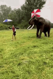 Elephant Run GIF - Elephant Run Fun GIFs