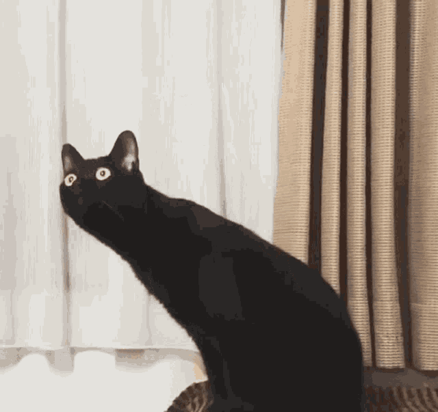 Don't bark at me. [Ruka] Cat-listening-to-music-black-cat