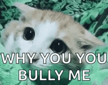 big bully