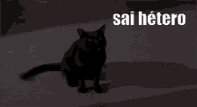 Gatopreto Saihetero Grito Vaza GIF - Black Cat Get Out Hetero Scream GIFs