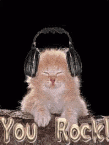 International Cat Day Cat Headphones GIF - International Cat Day Cat Headphones You Rock GIFs