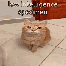 low int intelligence specimen cat meme