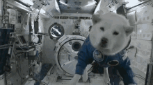 Space Doggo GIF - Space Doggo Funny Animals GIFs