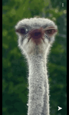 Ostrich Animal GIF - Ostrich Animal GIFs