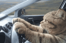 Cat Driving Focused GIF - Cat Driving Focused Stare GIFs