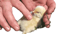chick-the-pet-collective.gif