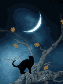 art cat blackcat moon tree
