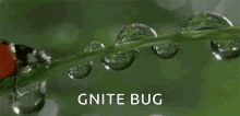 lady bug gnite collect drops