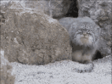 animals wild