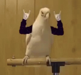 parrot-rock-on.gif