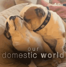 Our Domestic World Kiss GIF - Our Domestic World Kiss Couple GIFs