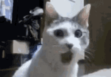 Cat What GIF - Cat What Shocked GIFs