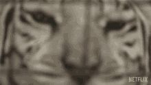 Tiger Stare GIF - Tiger Stare Fierce GIFs