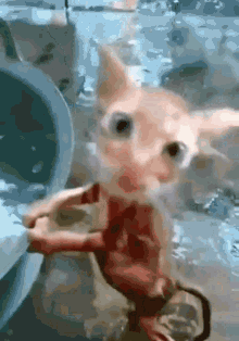 Kedi Banyo GIF - Kedi Banyo Kedi Banyosu GIFs
