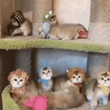 Cats Animals GIF - Cats Animals Cute GIFs