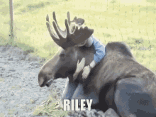 Riley Moose GIF - Riley Moose Canada GIFs