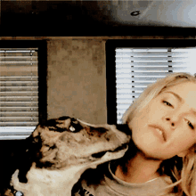 emily dog