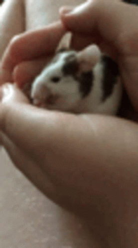 mouse-cleaning.gif