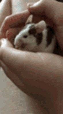 Mouse Cleaning GIF - Mouse Cleaning Cute GIFs
