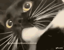 Screaming Cat GIF - Screaming Cat Meow GIFs