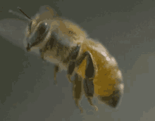 蜜蜂 采蜜 昆虫 飞行 GIF - Bee Gather Honey Insect GIFs
