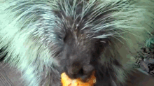 Oh My God Give Me One GIF - Porcupine Pumpkin Eating GIFs