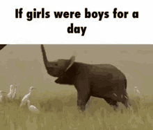 if girls were boys for a day elephant