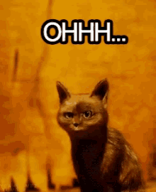 Ohhh Cat GIF - Ohhh Cat Funny Cat GIFs